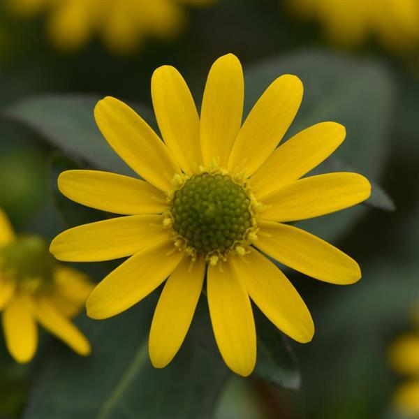 Tsavo™ Basket Yellow Sanvitalia - Bloom