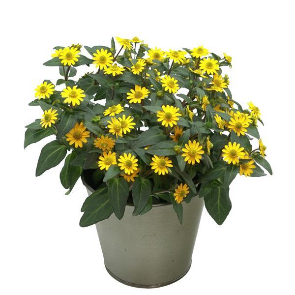 Tsavo™ Basket Yellow Sanvitalia - Container
