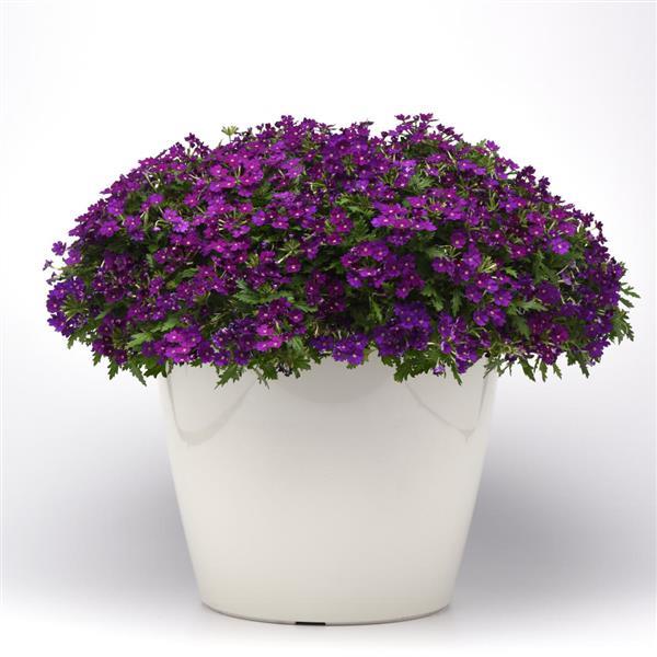Beats™ Blue Verbena - Container