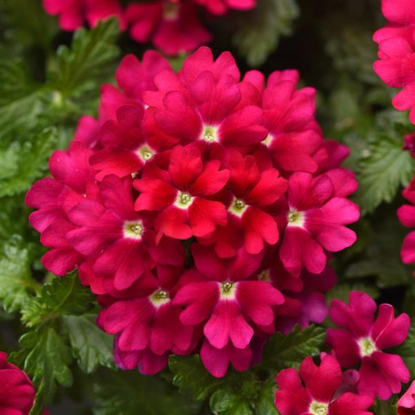 Beats™ Magenta Verbena - Bloom