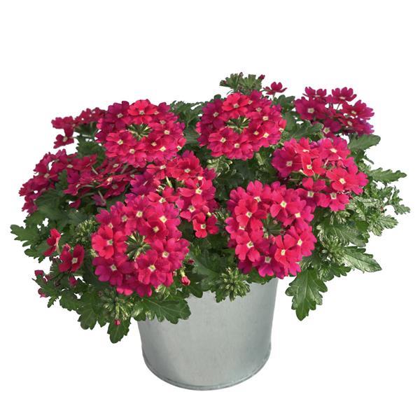 Beats™ Magenta Verbena - Container