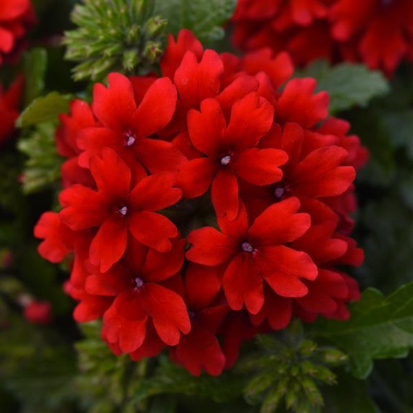Beats™ Red Verbena - Bloom