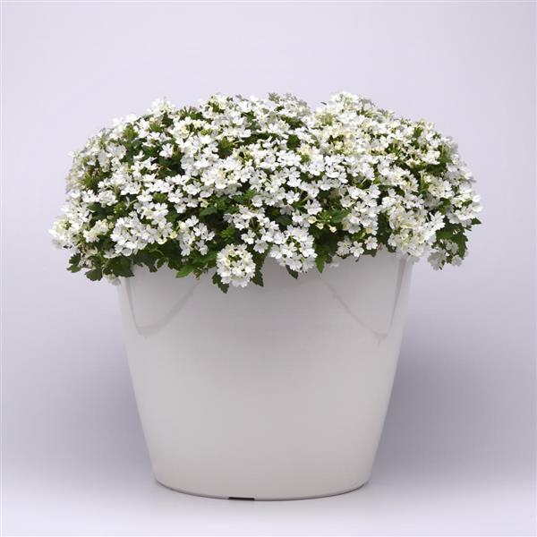 Beats™ White Verbena - Container