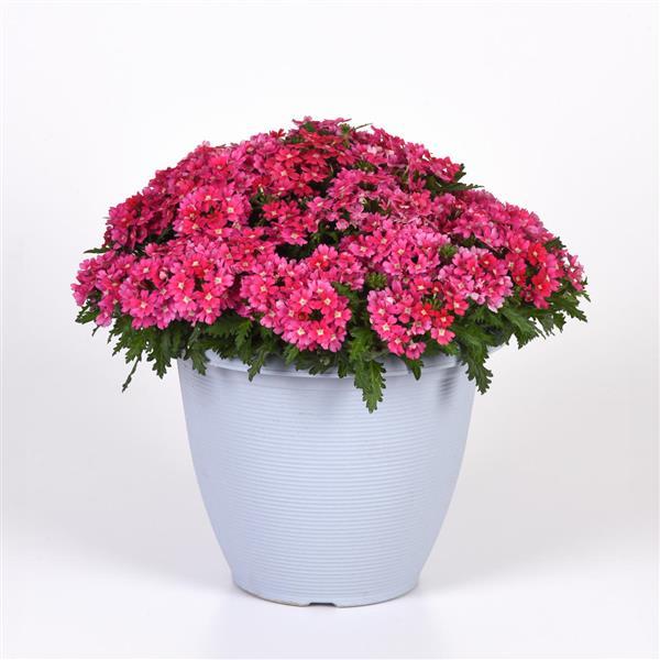 Beats™ Pink Shades Verbena - Container