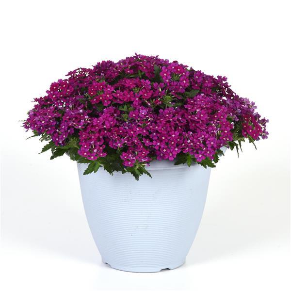 Beats™ Bright Purple Verbena - Container