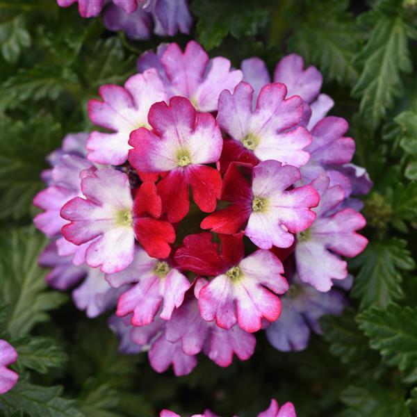 Beats™ Purple+White Verbena - Bloom