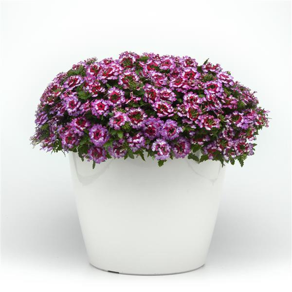 Beats™ Purple+White Verbena - Container