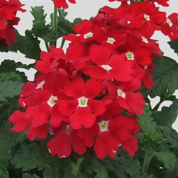 Blues™ Red Verbena - Bloom