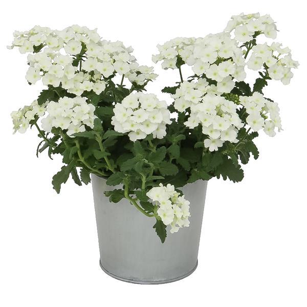 Blues™ White Verbena - Container