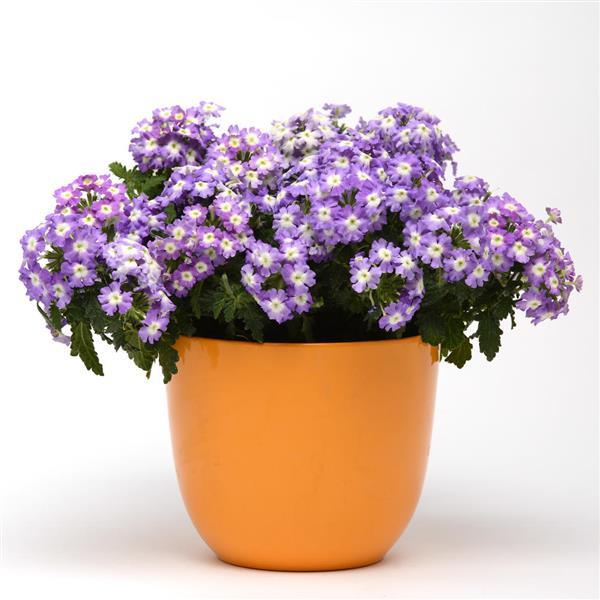 Blues™ Lavender+Eye Verbena - Container