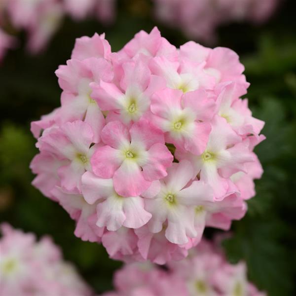 Blues™ Light Pink+Eye Verbena - Bloom