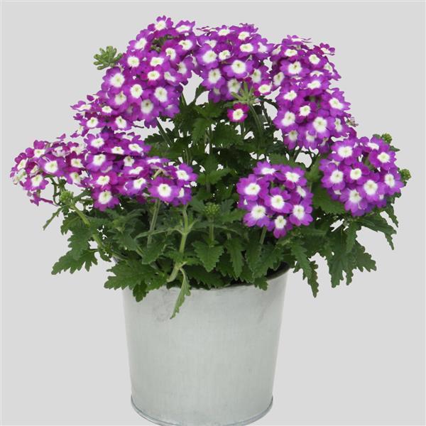 Blues™ Violet+Eye Verbena - Container