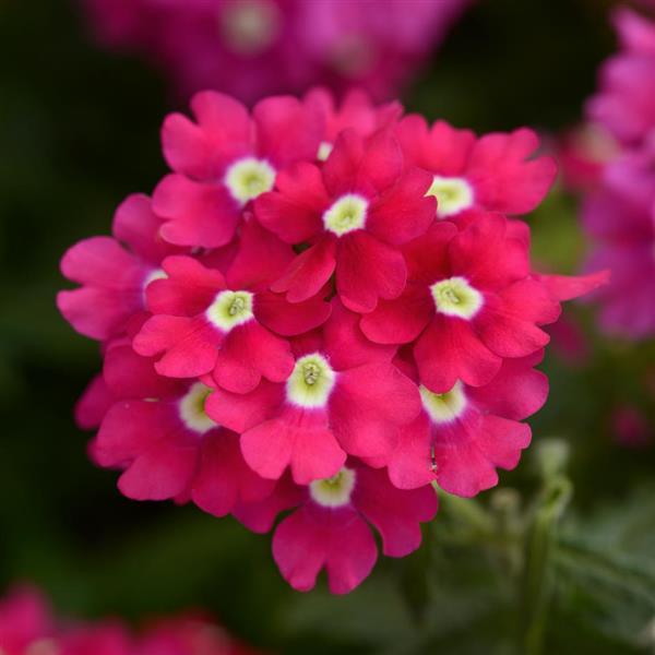 Blues™ Magenta+Eye Verbena - Bloom