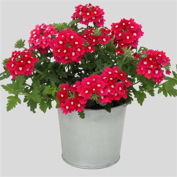 Blues™ Magenta+Eye Verbena - Container