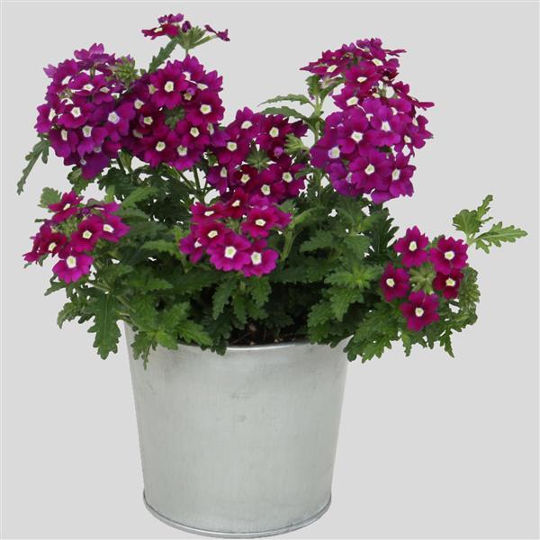 Blues™ Purple+Eye Verbena - Container
