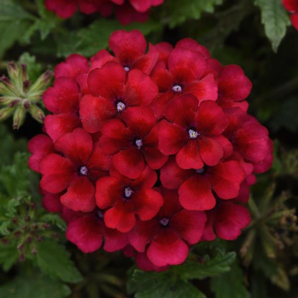 Lascar™ Vampire Verbena - Bloom