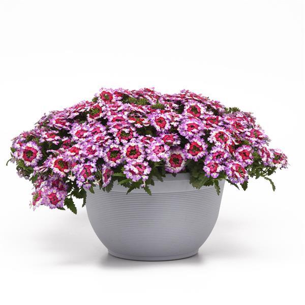 Lascar™ Purple+White Verbena - Container