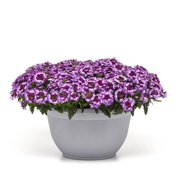 Lascar™ Blue+White Verbena - Container