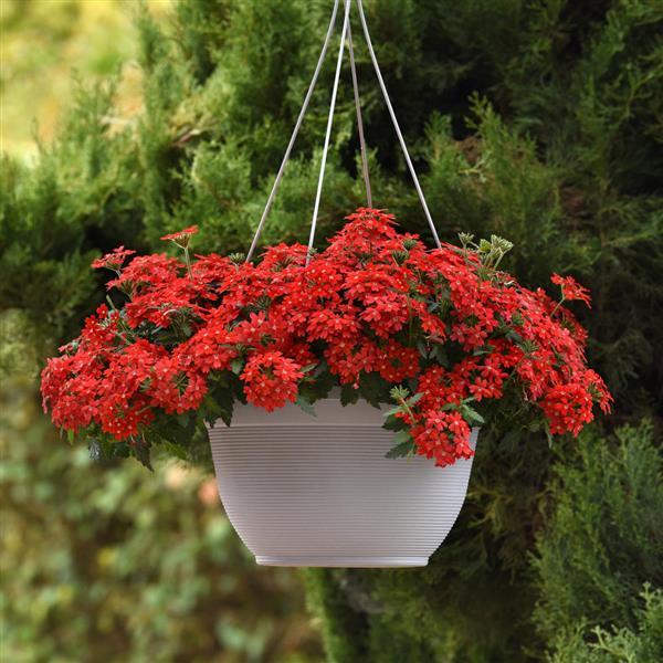 Lascar™ Orange Lava Verbena - Basket