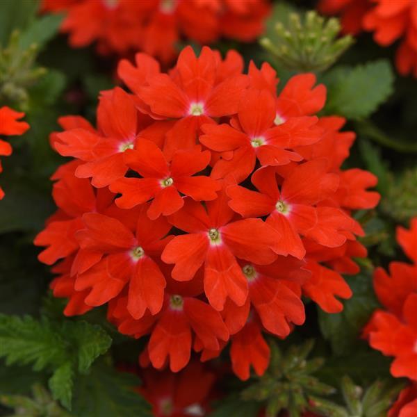 Lascar™ Orange Lava Verbena - Bloom