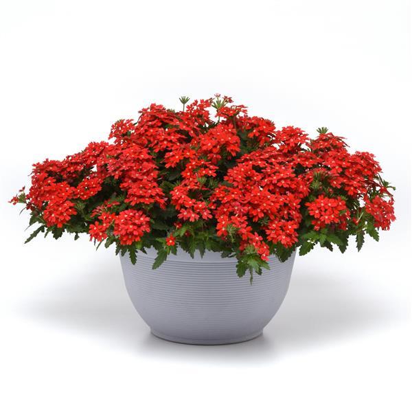 Lascar™ Orange Lava Verbena - Container