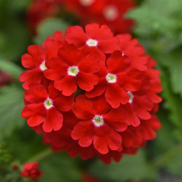Lascar™ Red+Eye Verbena - Bloom