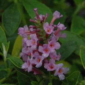 Flutterby® Peace Buddleia - Bloom