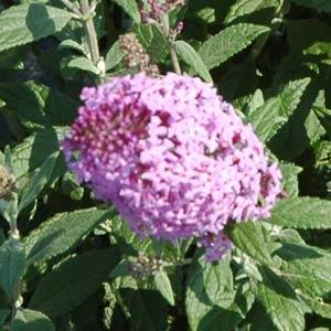 Flutterby® Pink Buddleia - Bloom