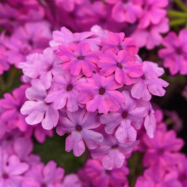 Firehouse™ Light Pink Verbena - Bloom