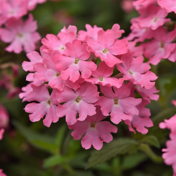 Firehouse™ Pink 26 Verbena - Bloom
