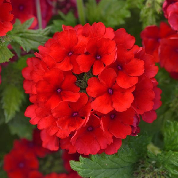 Firehouse™ Red 26 Verbena - Bloom