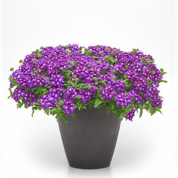 Firehouse™ Violet Wink 26 Verbena - Container