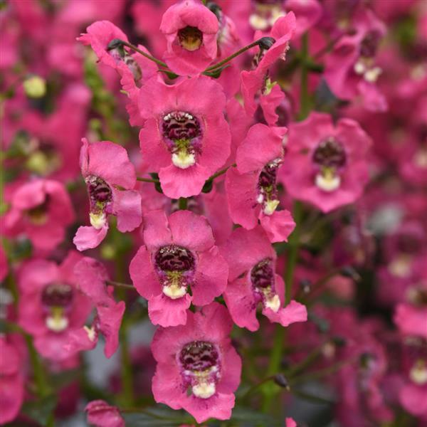Archangel™ Coral Angelonia - Bloom