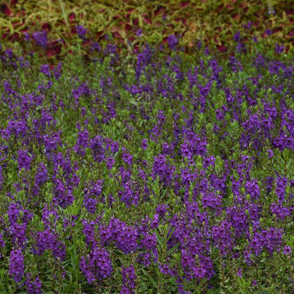 Archangel™ Dark Purple Angelonia - Commercial Landscape 1