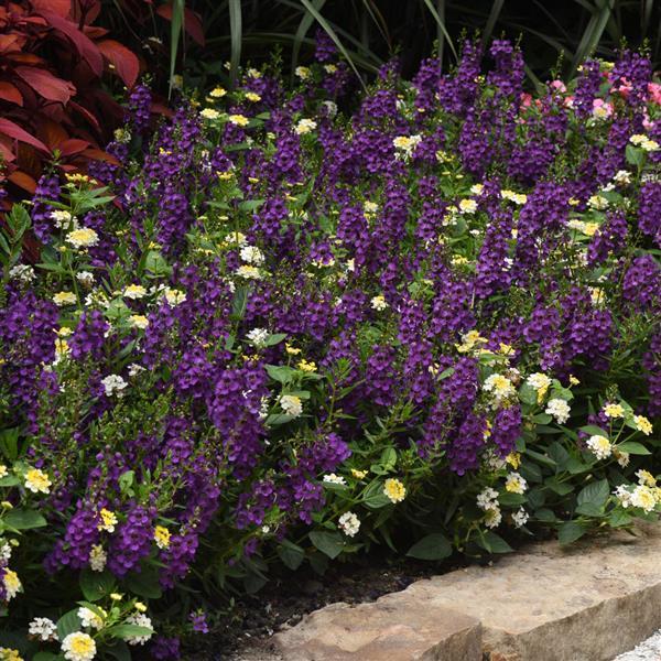 Archangel™ Dark Purple Angelonia - Commercial Landscape 2