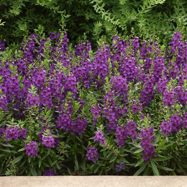 Archangel™ Dark Purple Angelonia - Landscape