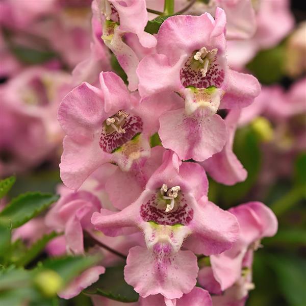 Archangel™ Light Pink Angelonia - Bloom