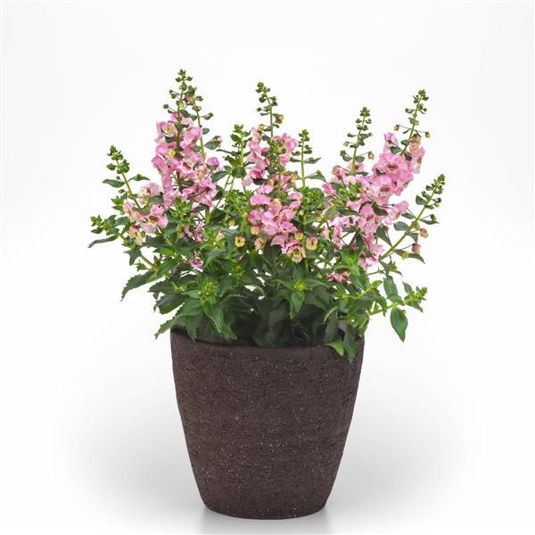 Archangel™ Light Pink Angelonia - Container