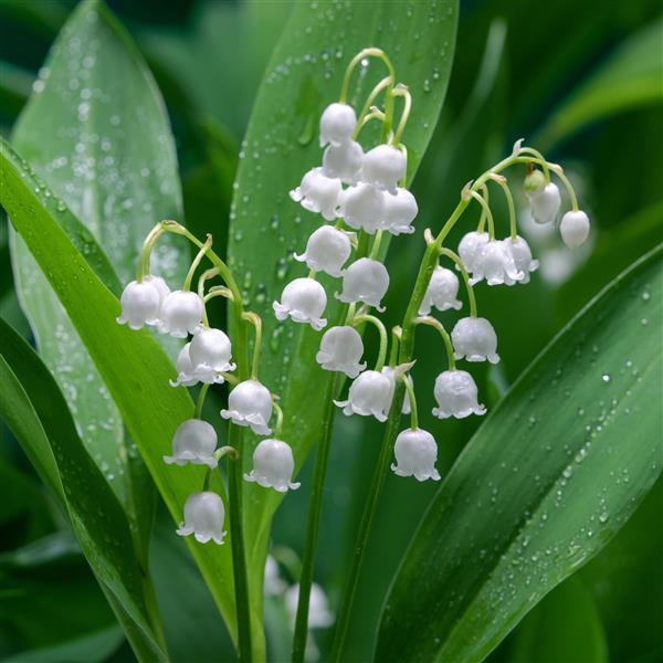 Convallaria majalis Prolificans - Bloom