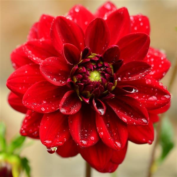 Dahlia Heat Wave