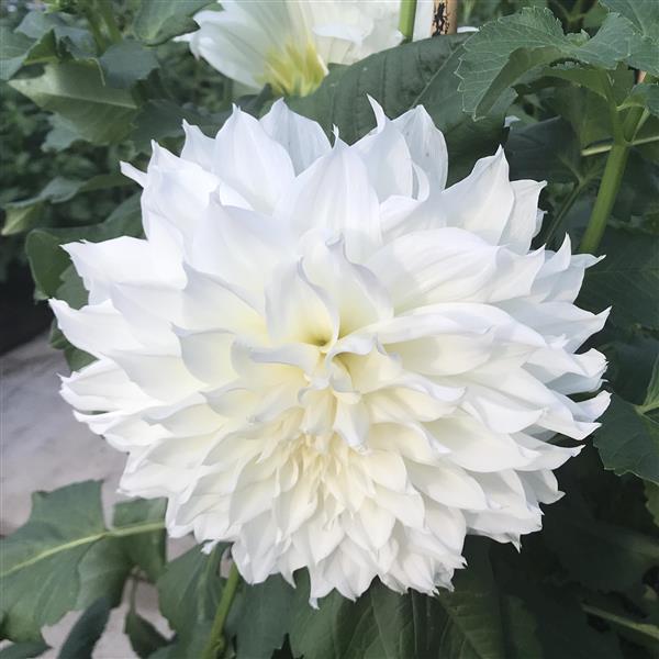 Dahlia White Perfection - Bloom