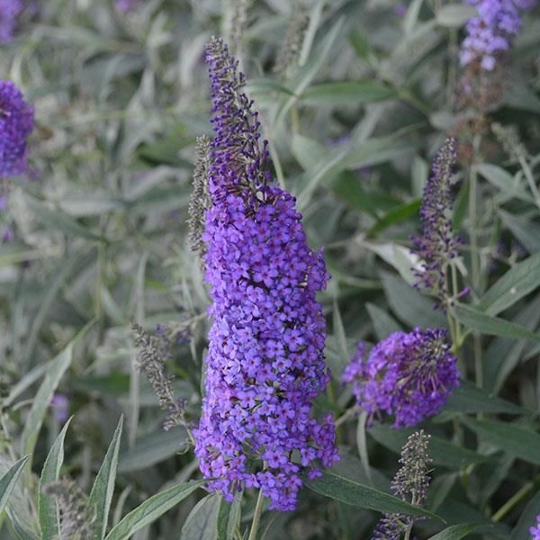 Buddleia davidii Monarch® Blue Knight - Bloom