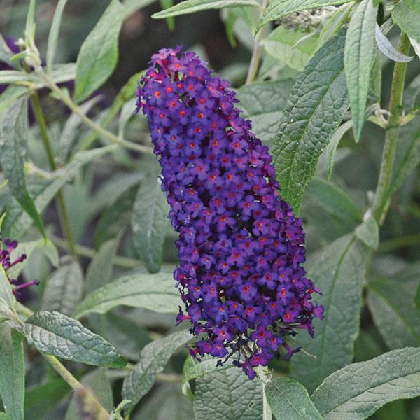 Buddleia davidii Monarch® Dark Dynasty - Bloom