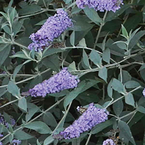 Buddleia davidii Monarch® Glass Slippers - Bloom