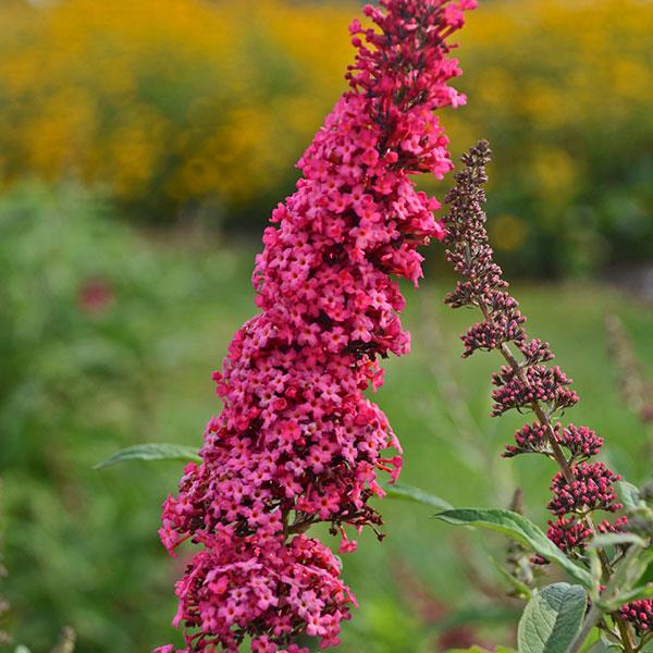 Buddleia davidii Monarch® Prince Charming - Bloom