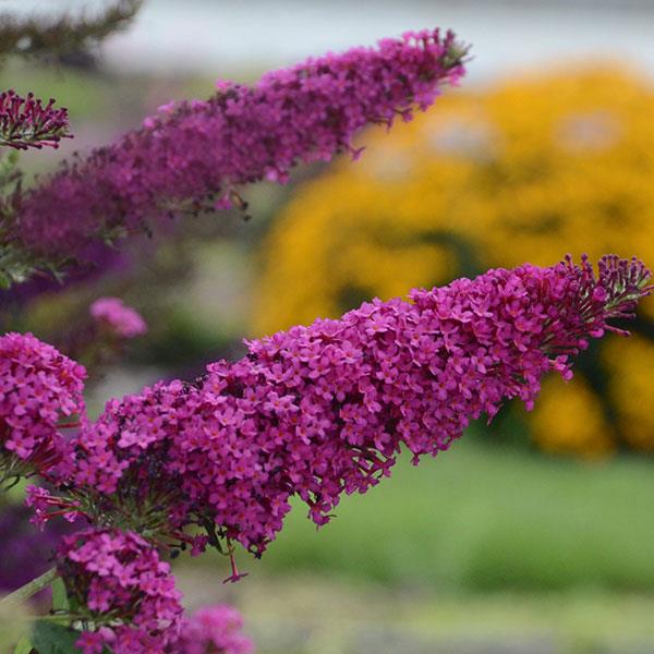 Buddleia davidii Monarch® Queen of Hearts - Bloom