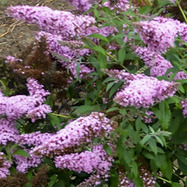 Buddleia davidii Monarch® Princess Pink - Bloom