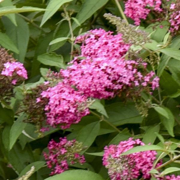 Buddleia davidii Monarch® Cherry Royale - Bloom