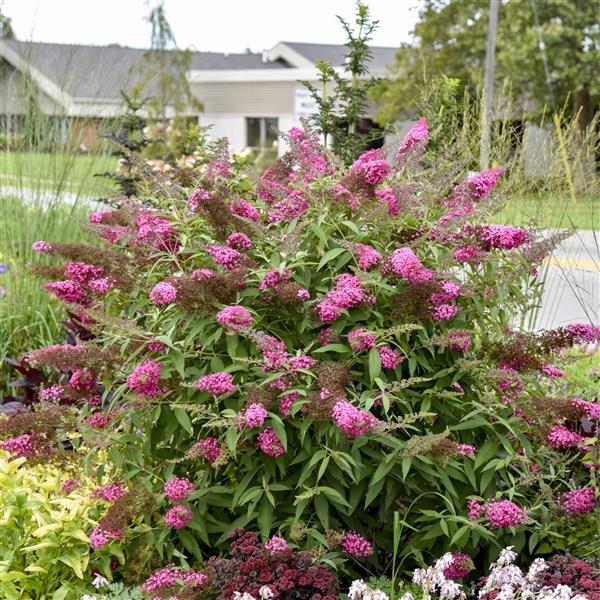 Buddleia davidii Monarch® Cherry Royale - Garden