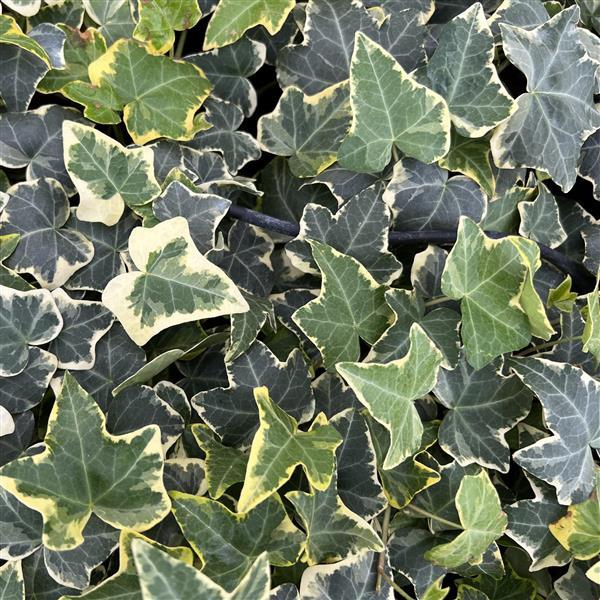 Hedera helix Goldchild
